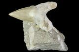 Otodus Shark Tooth Fossil in Rock - Eocene #111049-1